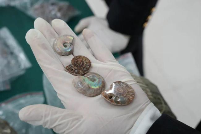 冒充玻璃摆件，海关在出口快件渠道查获2366件古生物化石