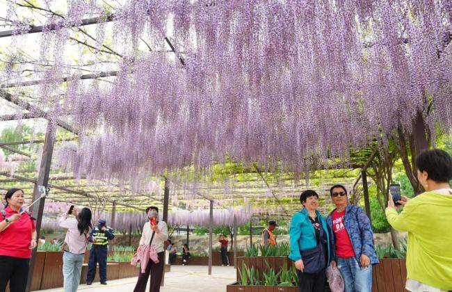 玉渊潭公园紫藤花流瀑般绽放 春日浪漫诗剧