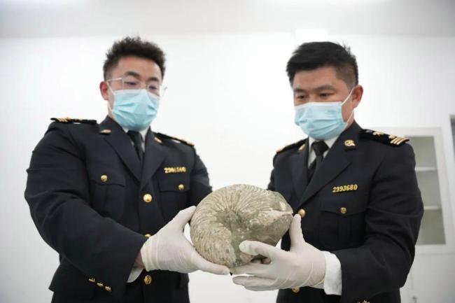冒充玻璃摆件，海关在出口快件渠道查获2366件古生物化石