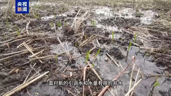 记者追踪安徽蚌埠秧苗成批死亡真相 沟渠水被污染记者追踪安徽蚌埠秧苗成批死亡真相 沟渠水被污染