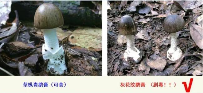 5人中毒1人死亡，这种看起来不起眼的蘑菇，实际更要命