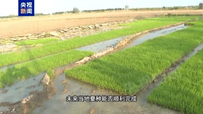 记者追踪安徽蚌埠秧苗成批死亡真相 沟渠水被污染记者追踪安徽蚌埠秧苗成批死亡真相 沟渠水被污染