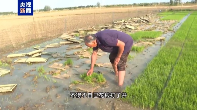 记者追踪安徽蚌埠秧苗成批死亡真相 沟渠水被污染记者追踪安徽蚌埠秧苗成批死亡真相 沟渠水被污染