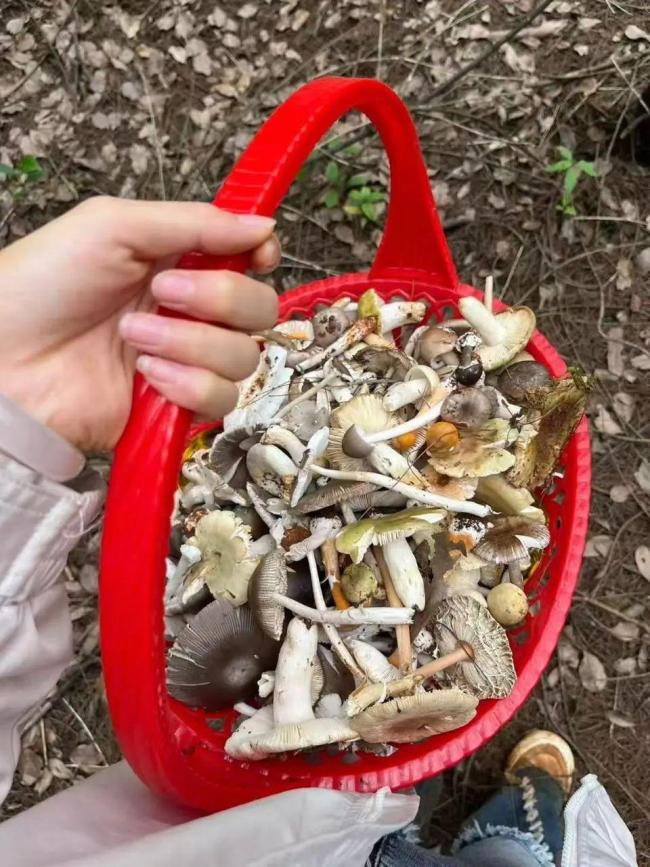 5人中毒1人死亡，这种看起来不起眼的蘑菇，实际更要命