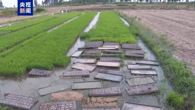 记者追踪安徽蚌埠秧苗成批死亡真相 沟渠水被污染记者追踪安徽蚌埠秧苗成批死亡真相 沟渠水被污染