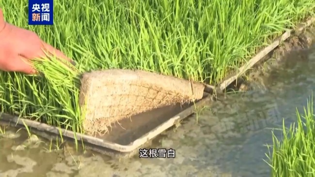记者追踪安徽蚌埠秧苗成批死亡真相 沟渠水被污染记者追踪安徽蚌埠秧苗成批死亡真相 沟渠水被污染