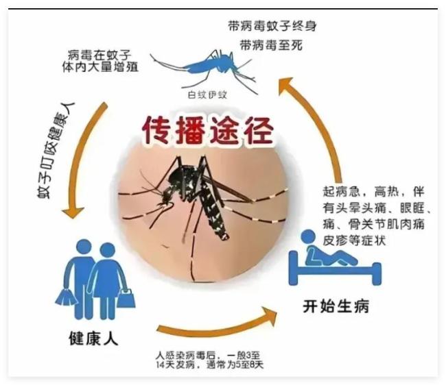 基孔肯雅热暴发 到底有多难受 剧痛让人难以直腰