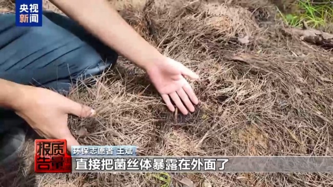 云南大理“采菌游”爆火 无序采摘已引发多起警情云南大理“采菌游”爆火 无序采摘已引发多起警情