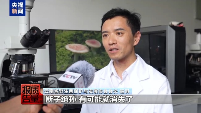 云南大理“采菌游”爆火 无序采摘已引发多起警情云南大理“采菌游”爆火 无序采摘已引发多起警情