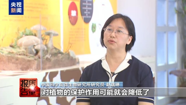 云南大理“采菌游”爆火 无序采摘已引发多起警情云南大理“采菌游”爆火 无序采摘已引发多起警情