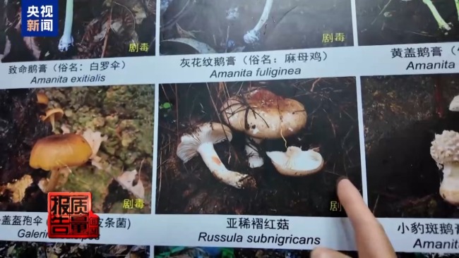 云南大理“采菌游”爆火 无序采摘已引发多起警情云南大理“采菌游”爆火 无序采摘已引发多起警情