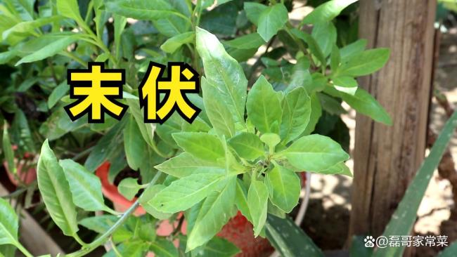 末伏来临，提醒老人：4事不做，3物不吃