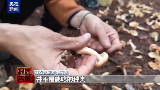 云南大理“采菌游”爆火 无序采摘已引发多起警情云南大理“采菌游”爆火 无序采摘已引发多起警情