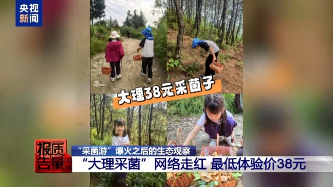 云南大理“采菌游”爆火 无序采摘已引发多起警情云南大理“采菌游”爆火 无序采摘已引发多起警情