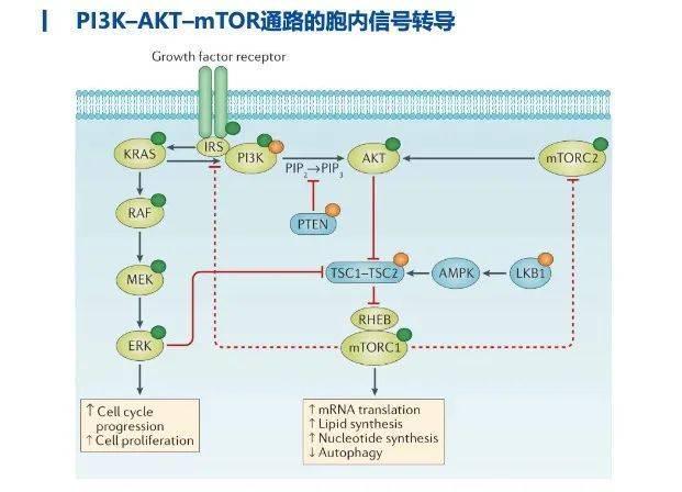 1000万美金首付款，辉瑞“断送”重磅炸弹